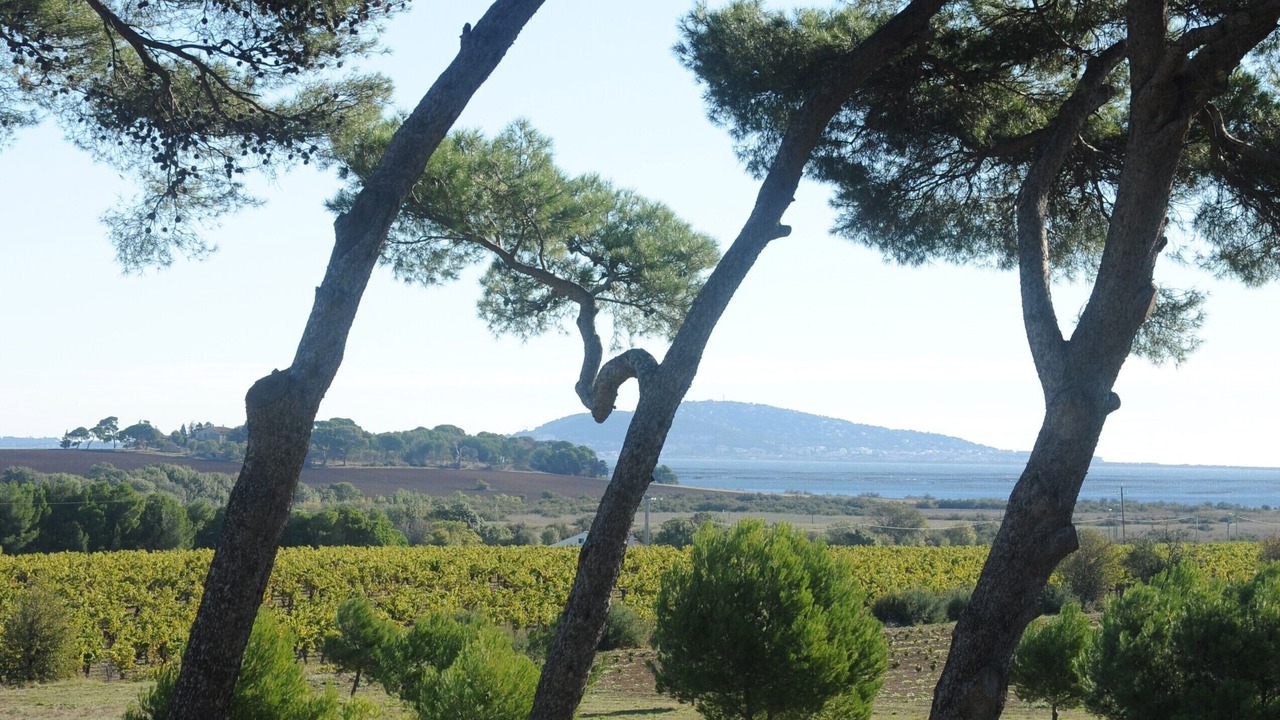 Photo of Outdoor in Marseillan