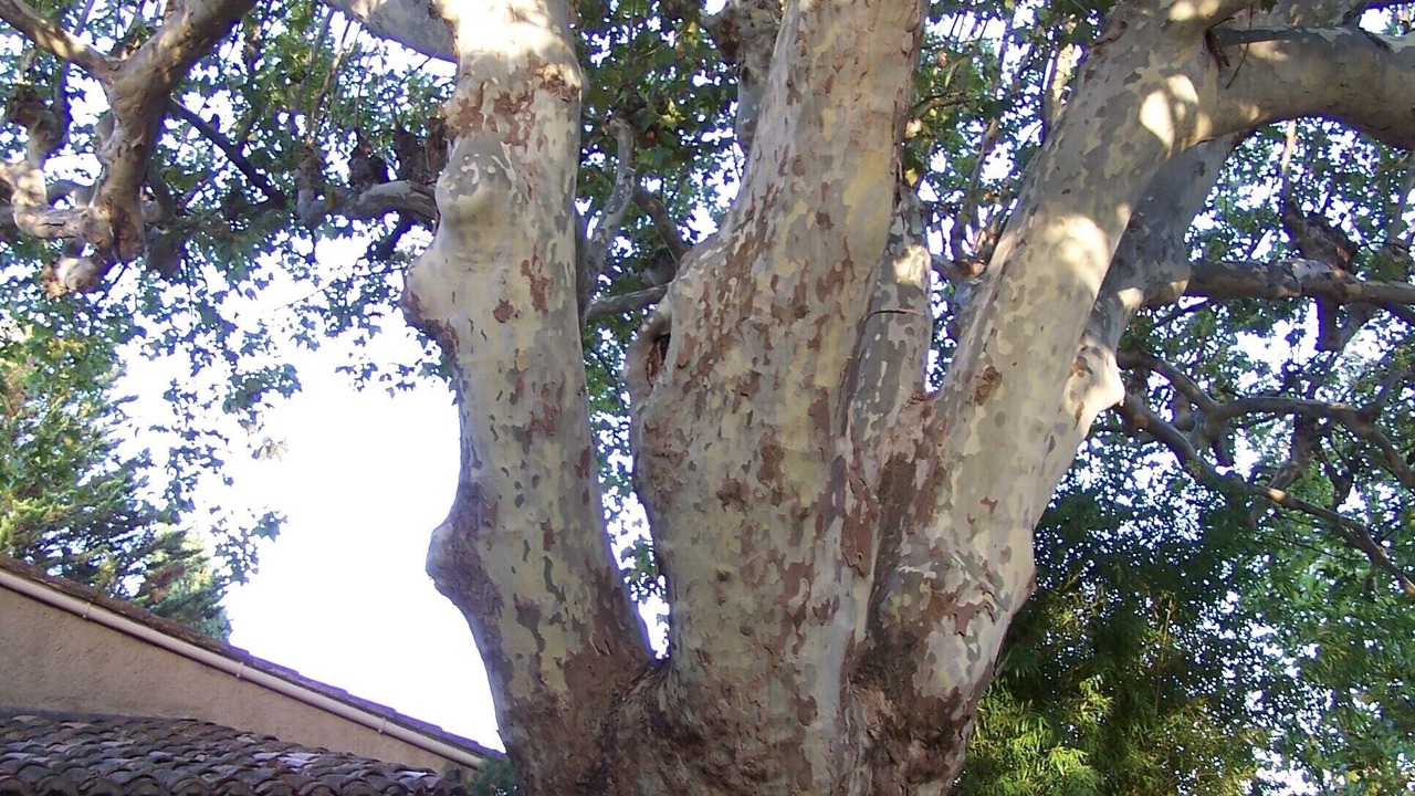 Photo of Others in Saint-Andiol