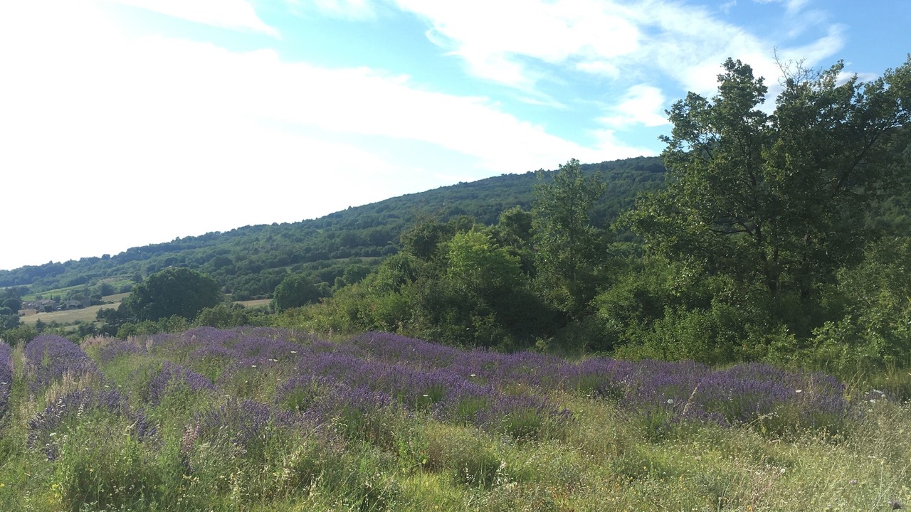 Photo of Others in Saint-Martin-de-Castillon