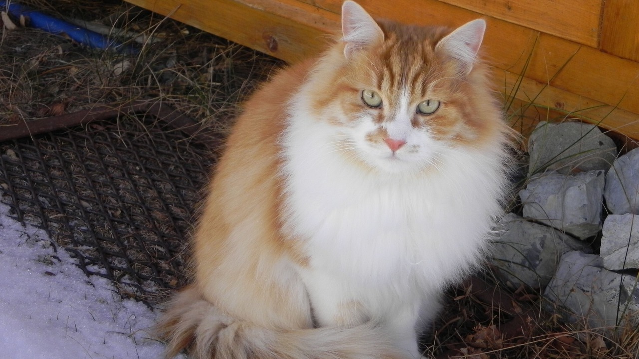 Photo of Others in Villars-Colmars