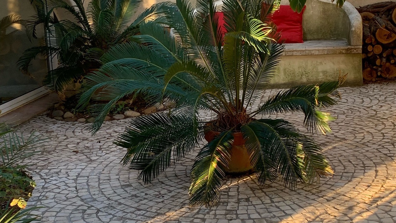 Photo of Outdoor in Carqueiranne