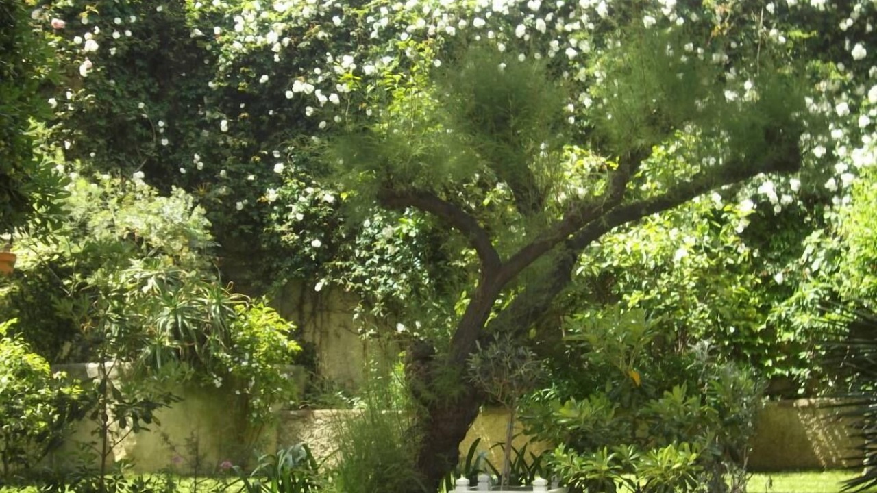 Photo of Outdoor in Carqueiranne