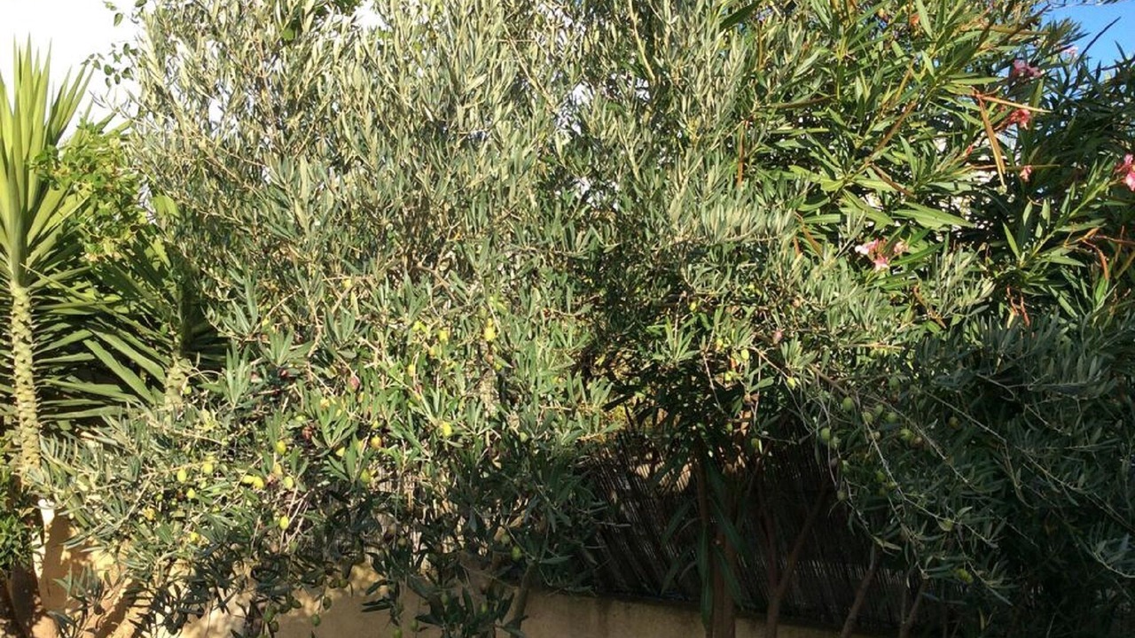 Photo of Outdoor in Arles