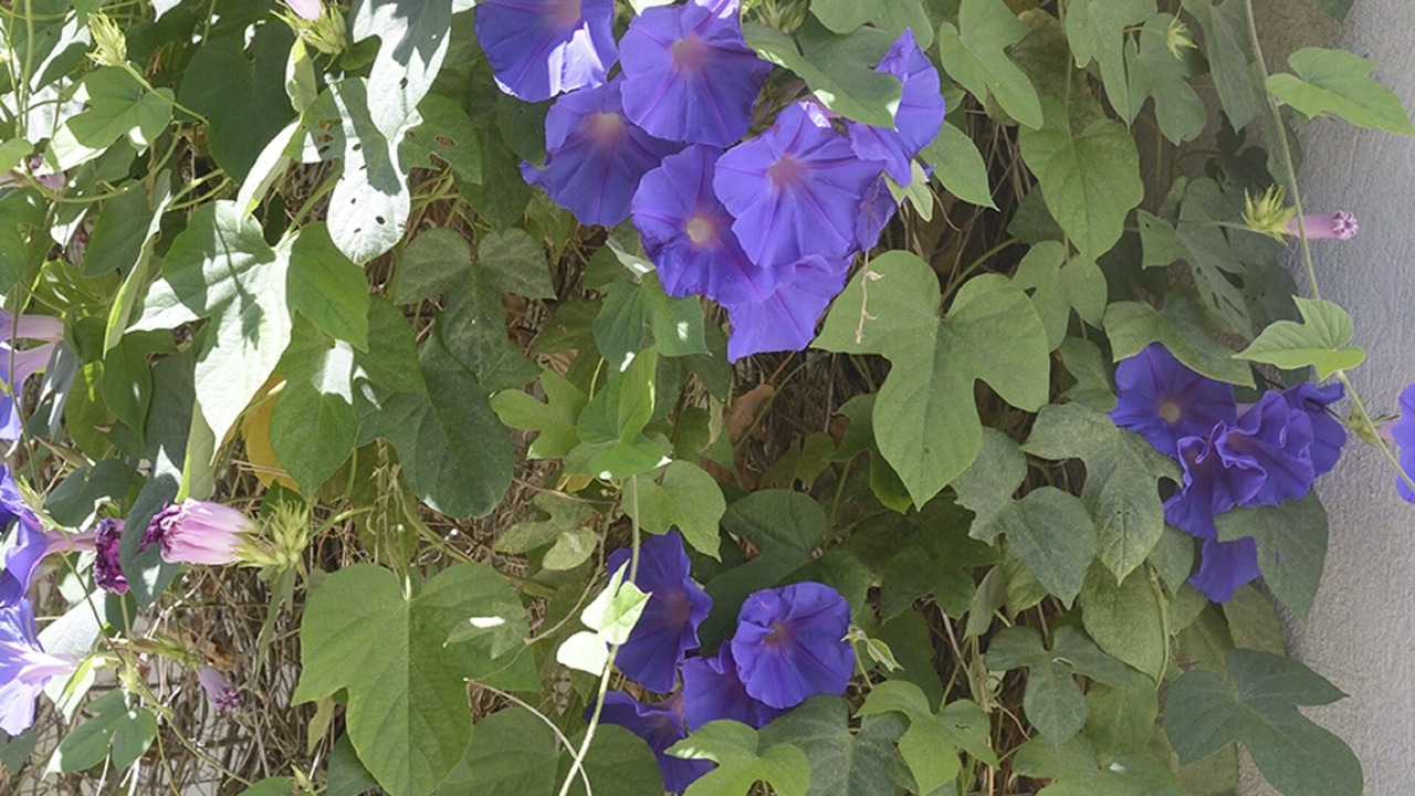 Photo of Outdoor in Arles