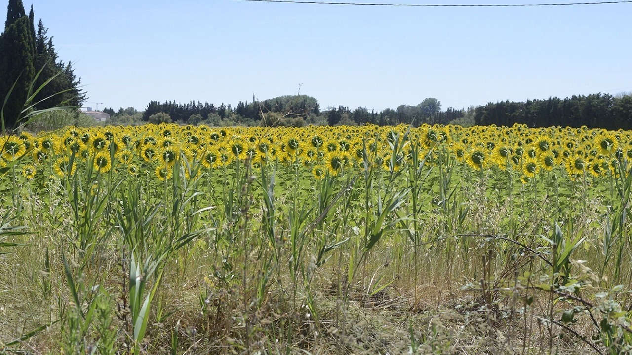 Photo of Outdoor in Arles