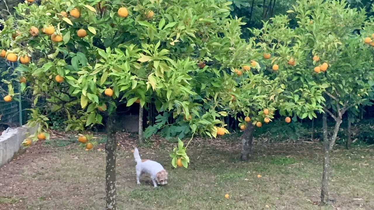 Photo of Outdoor in Biot