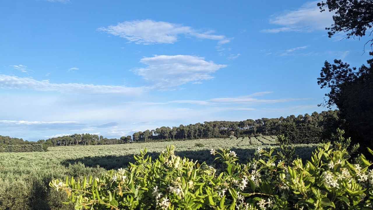 Photo of Others in Maussane-les-Alpilles