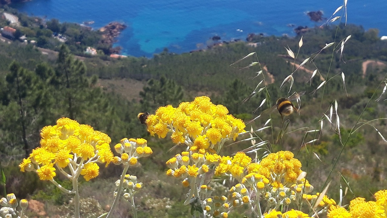 Photo of Outdoor in Cap Esterel