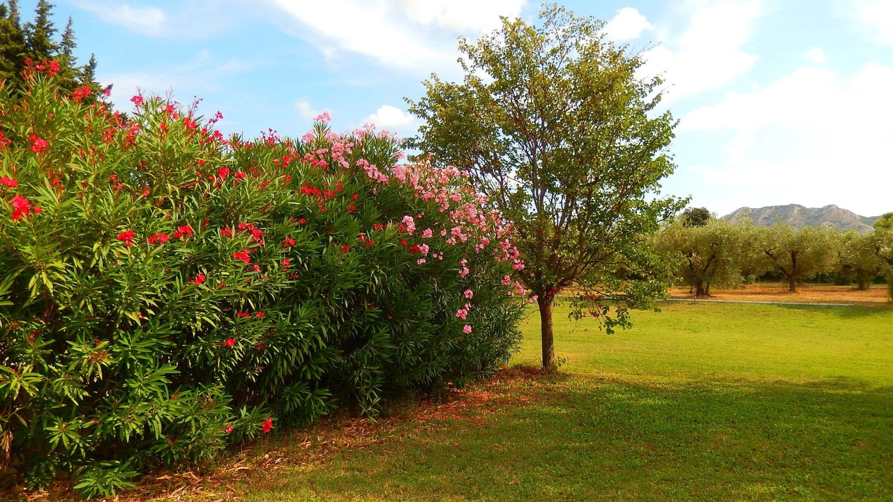 Photo of Outdoor in Eygalieres