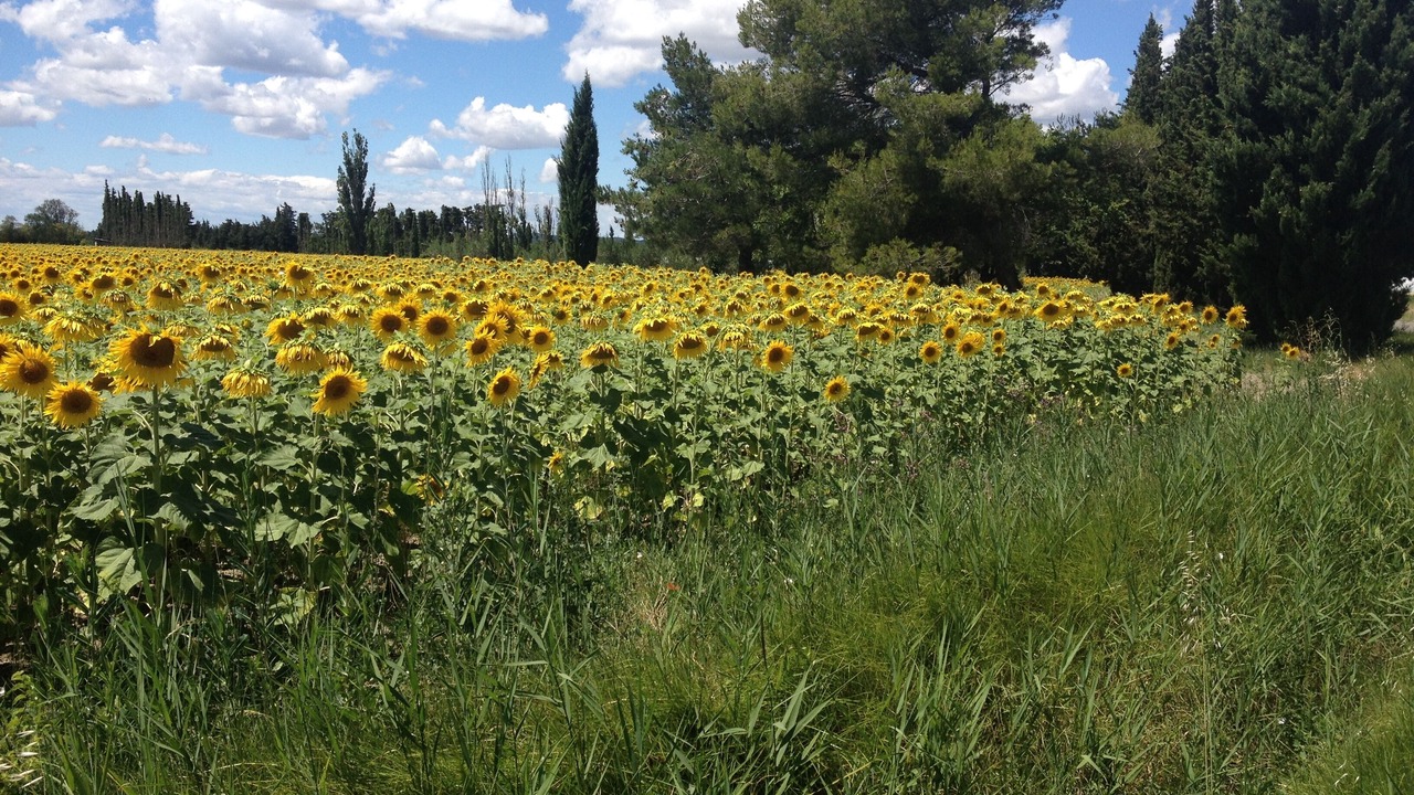 Photo of Others in St.-Remy-de-Provence