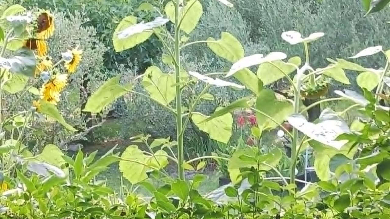 Photo of Outdoor in Saliers