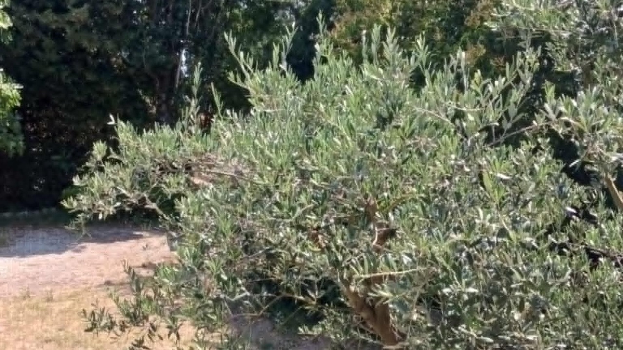 Photo of Outdoor in Saliers