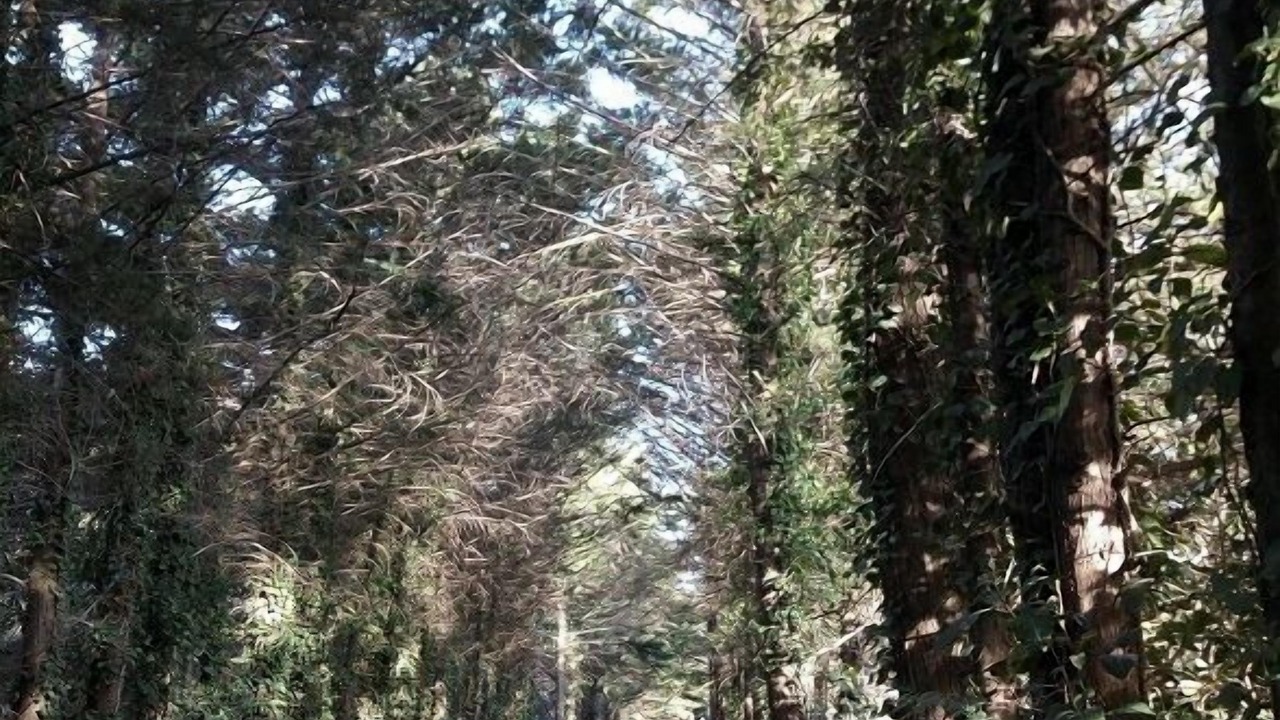 Photo of Outdoor in Hyeres