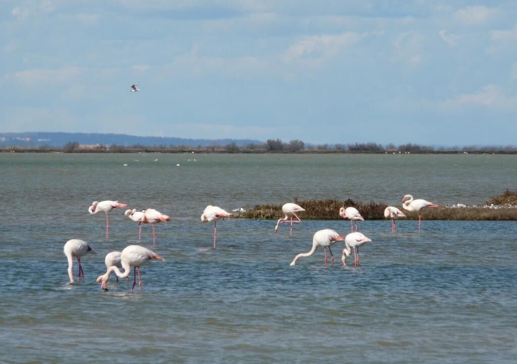 Photo of Others in Saintes-Maries-de-la-Mer