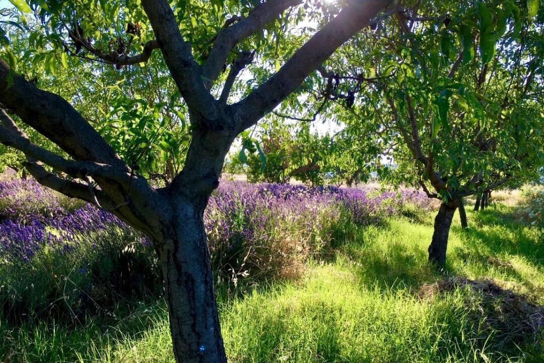 Photo of Outdoor in Bonnieux