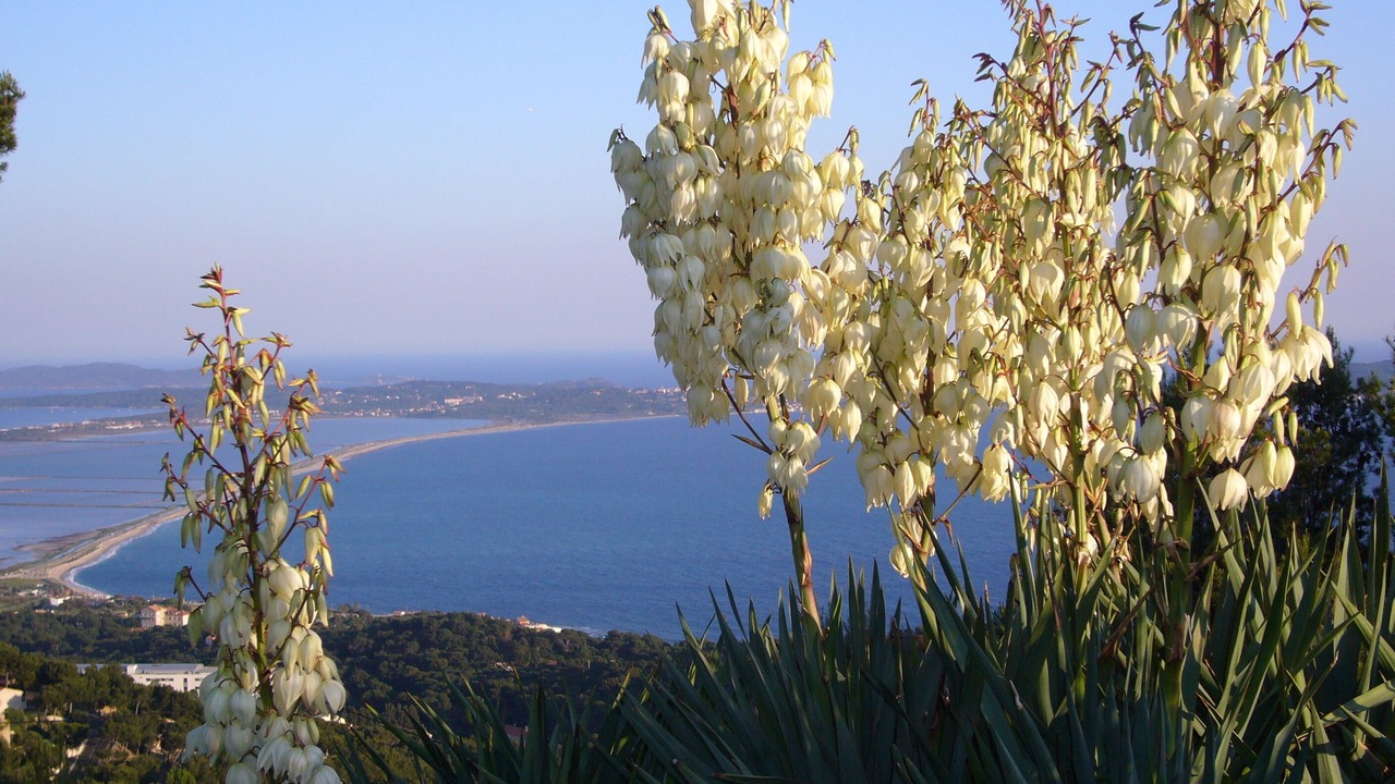 Photo of Others in Hyeres