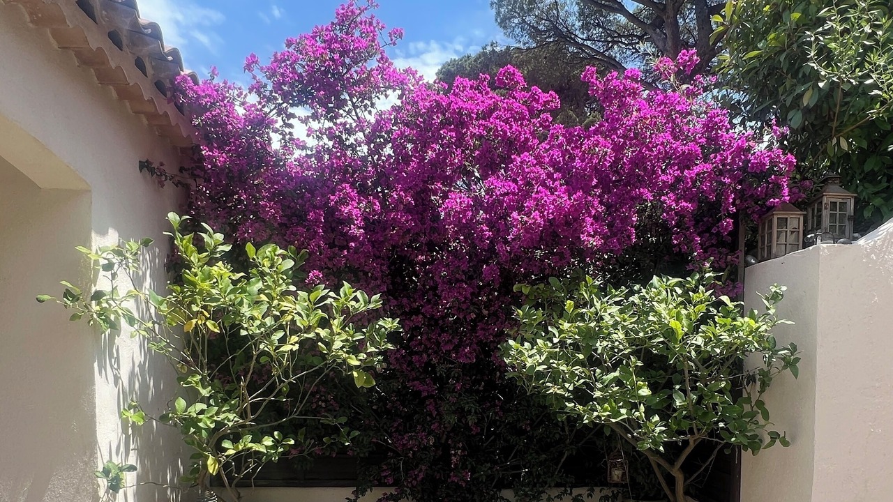 Photo of Outdoor in Cogolin