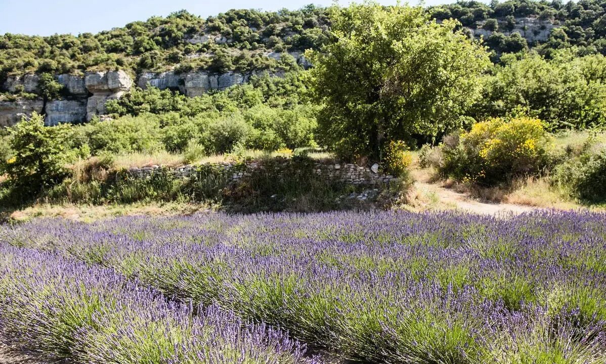 Photo of Others in Cheval-Blanc