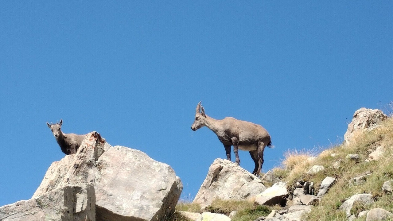 Photo of Others in Allos