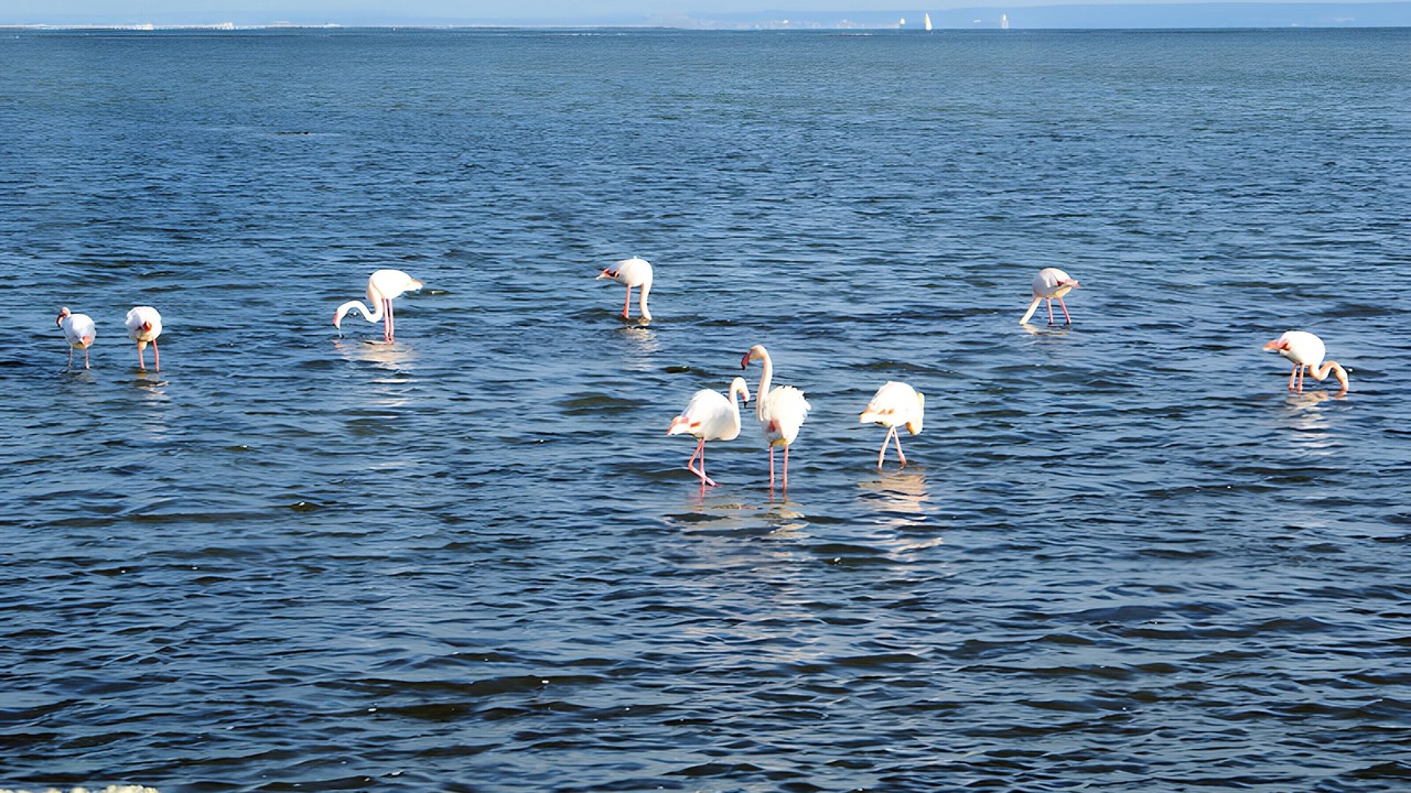 Photo of Others in Port-Saint-Louis-du-Rhone