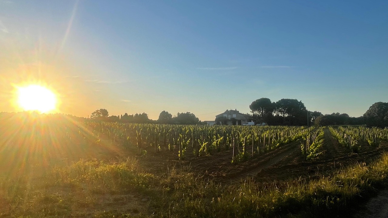 Photo of Others in Courthezon
