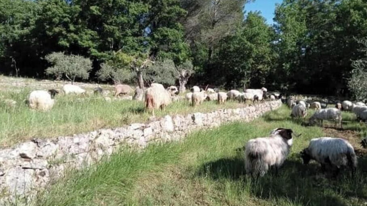Photo of Others in Callian