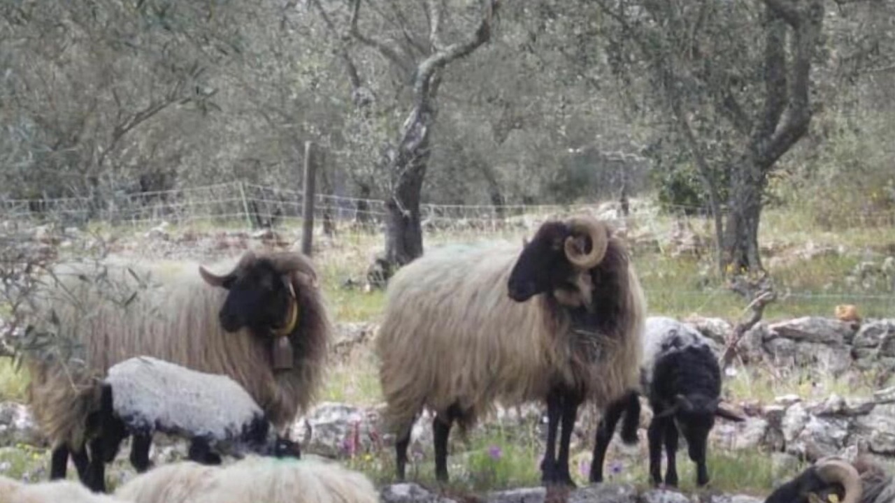 Photo of Others in Callian