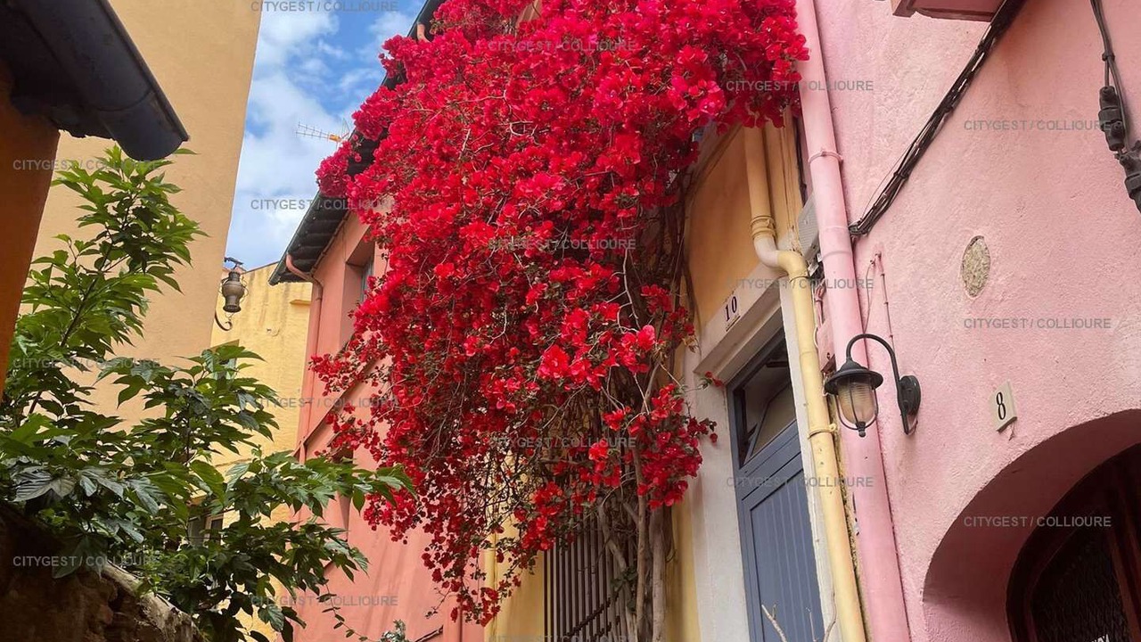 Photo of Outdoor in Collioure