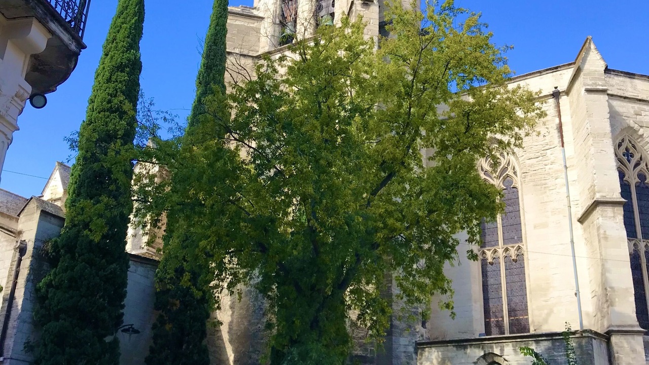 Photo of Others in Avignon City Centre