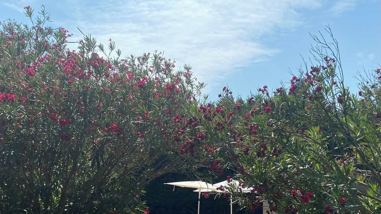 Photo of Outdoor in Eyragues