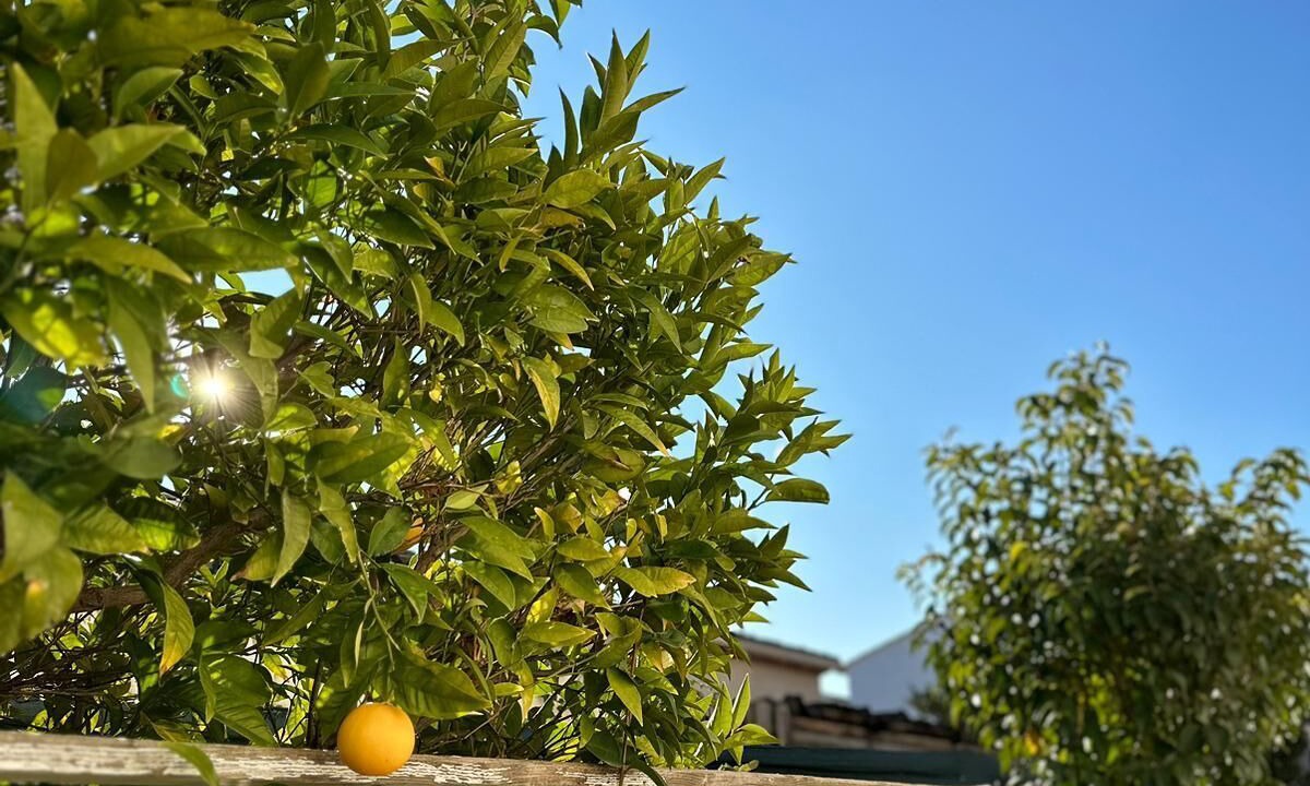 Photo of Outdoor in Perols