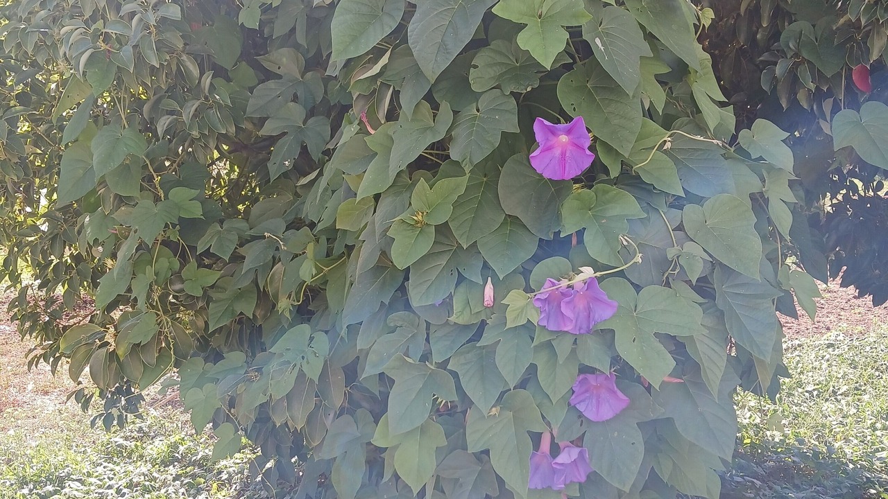 Photo of Outdoor in Arles