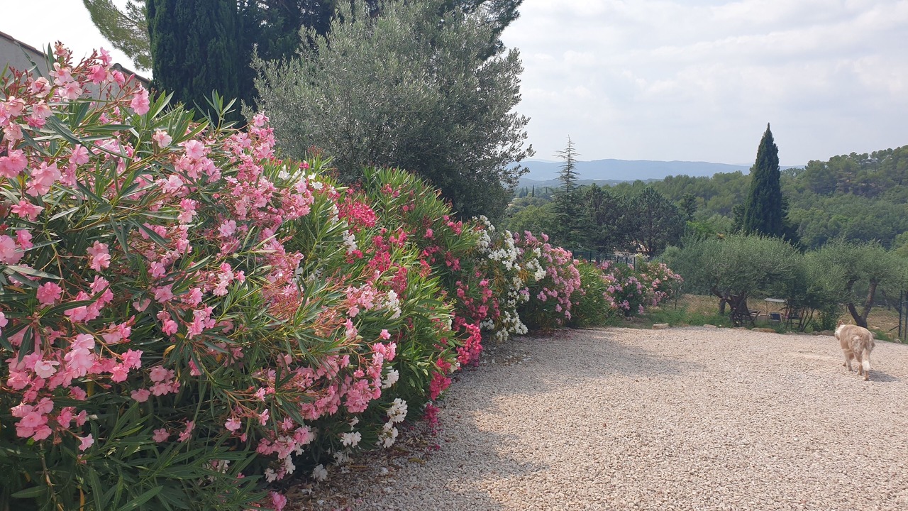 Photo of Outdoor in Cotignac