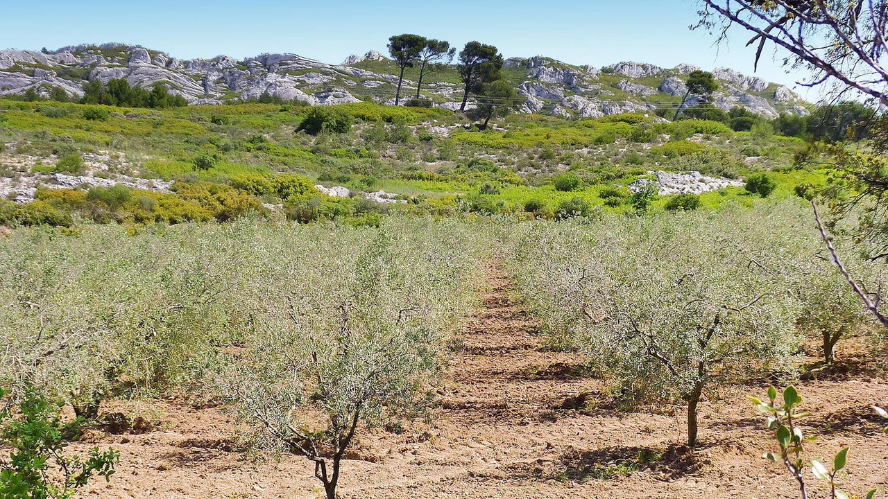 Photo of Others in Maussane-les-Alpilles