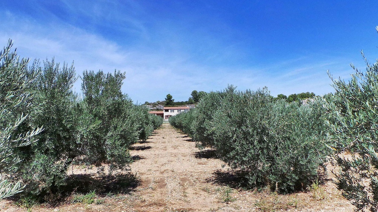 Photo of Others in Maussane-les-Alpilles