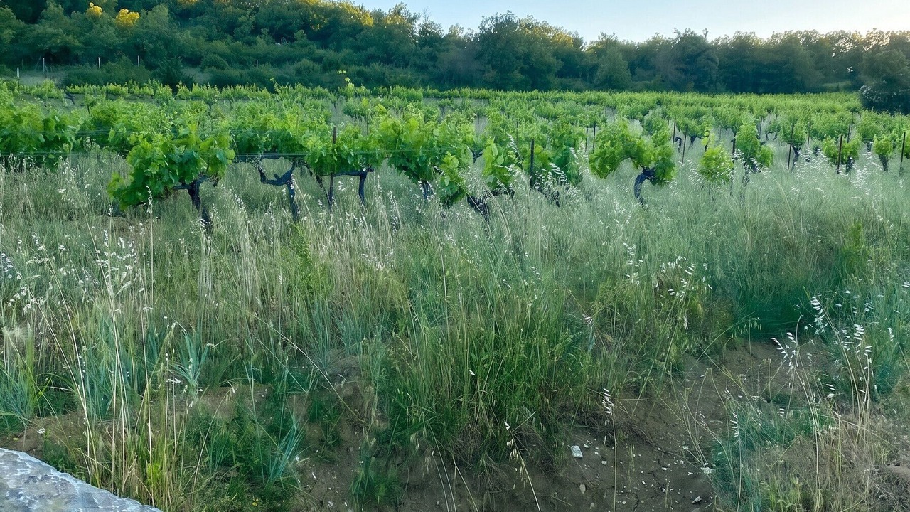 Photo of Others in Martignargues