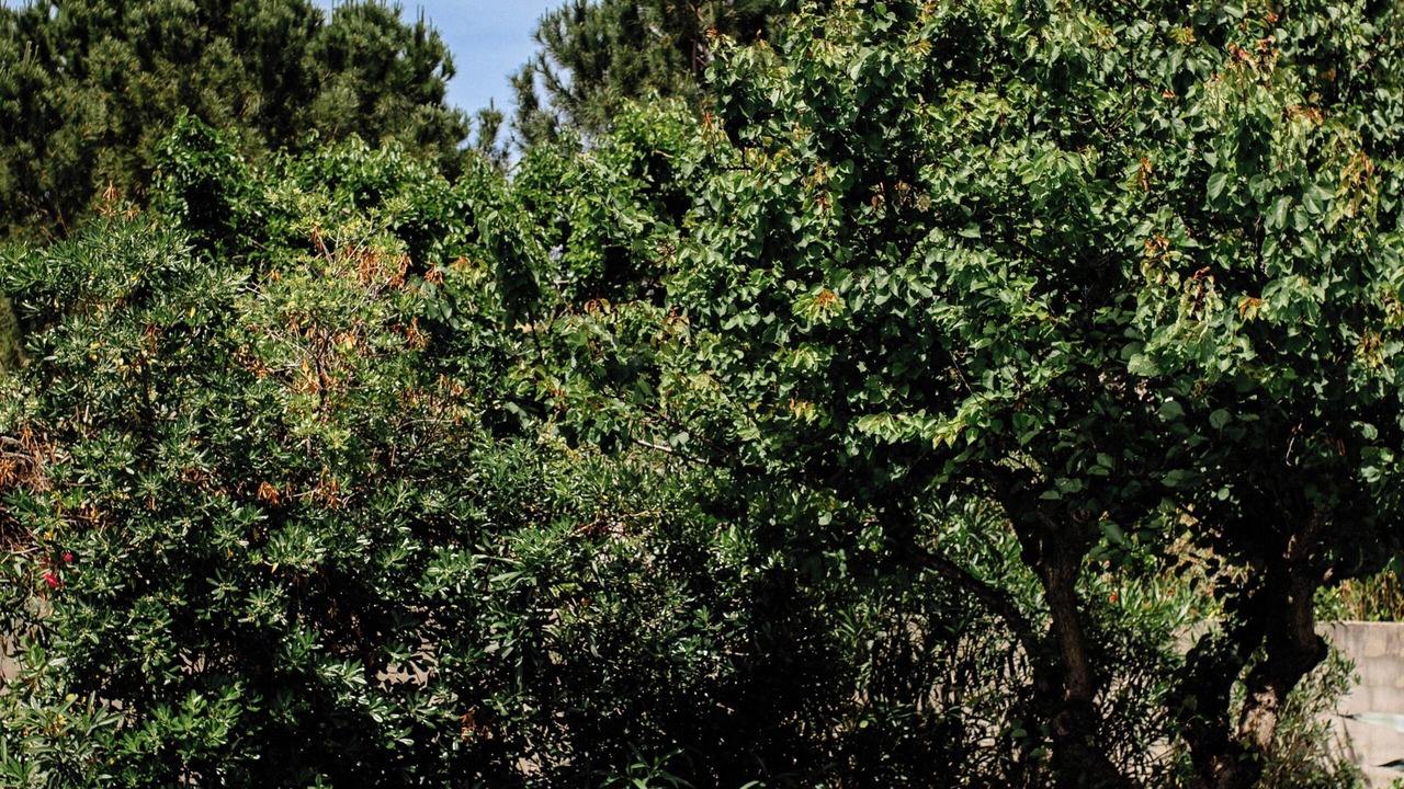 Photo of Outdoor in Ginestas