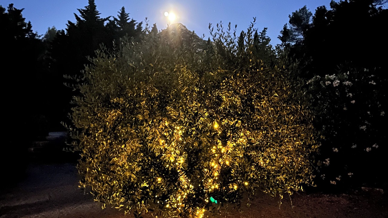 Photo of Others in St.-Remy-de-Provence