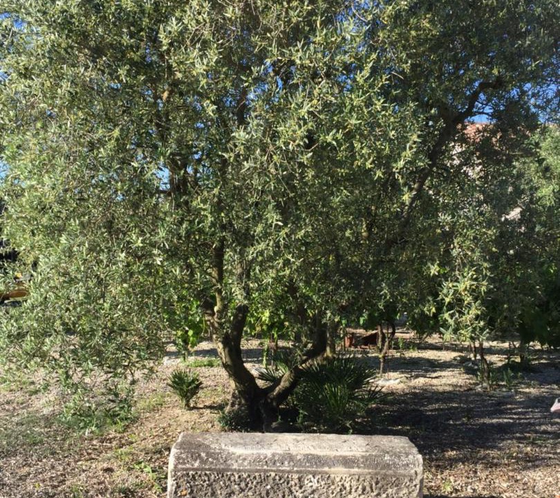 Photo of Outdoor in Maillane