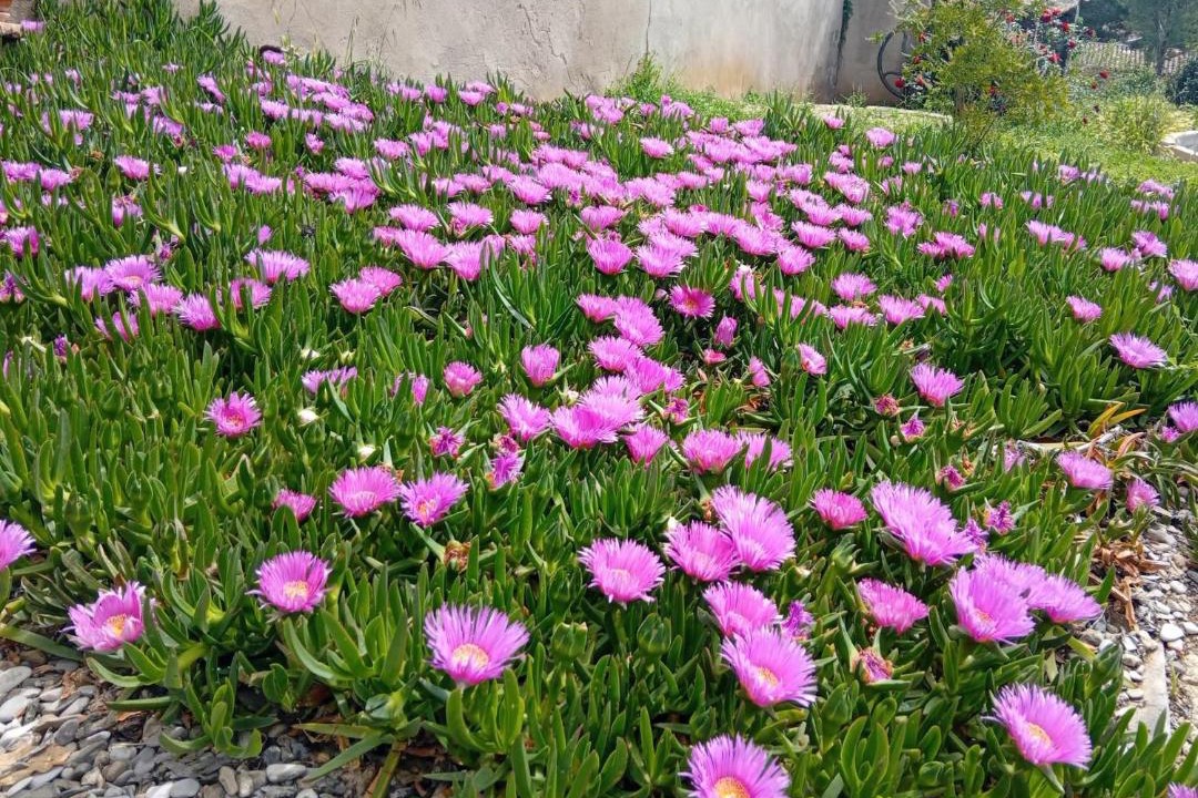 Photo of Outdoor in Plaissan