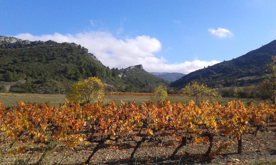 Photo of Outdoor in Fraisse-des-Corbieres