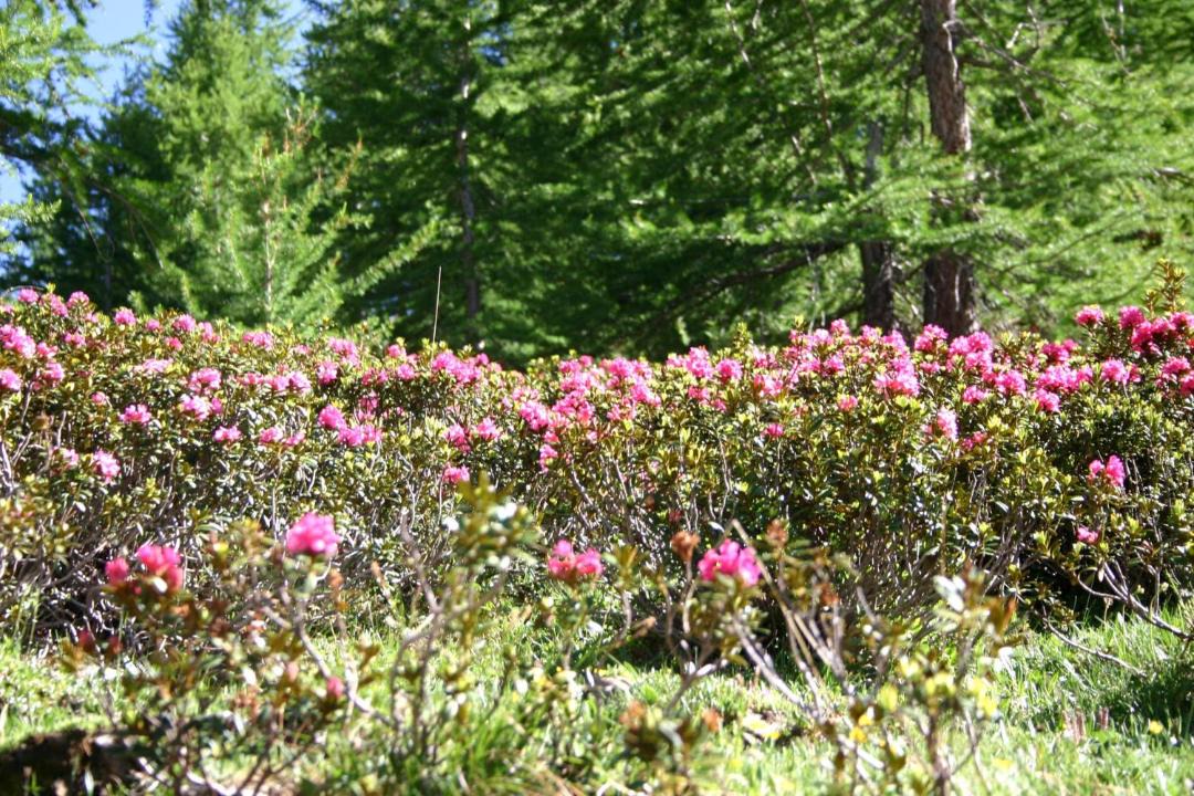 Photo of Outdoor in Arvieux