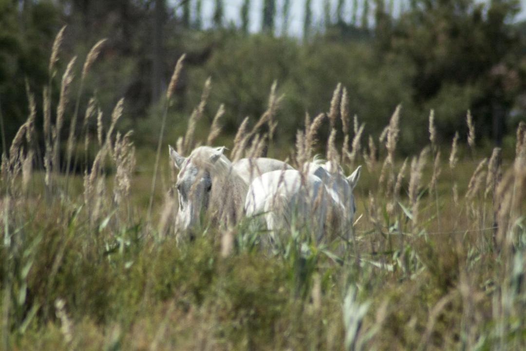 Photo of Others in Arles