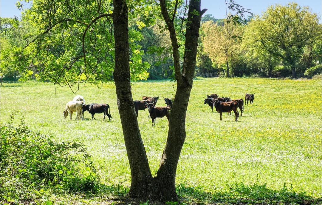 Photo of Others in Montignargues
