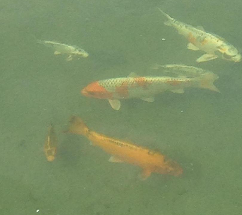 Photo of Others in Bargemon