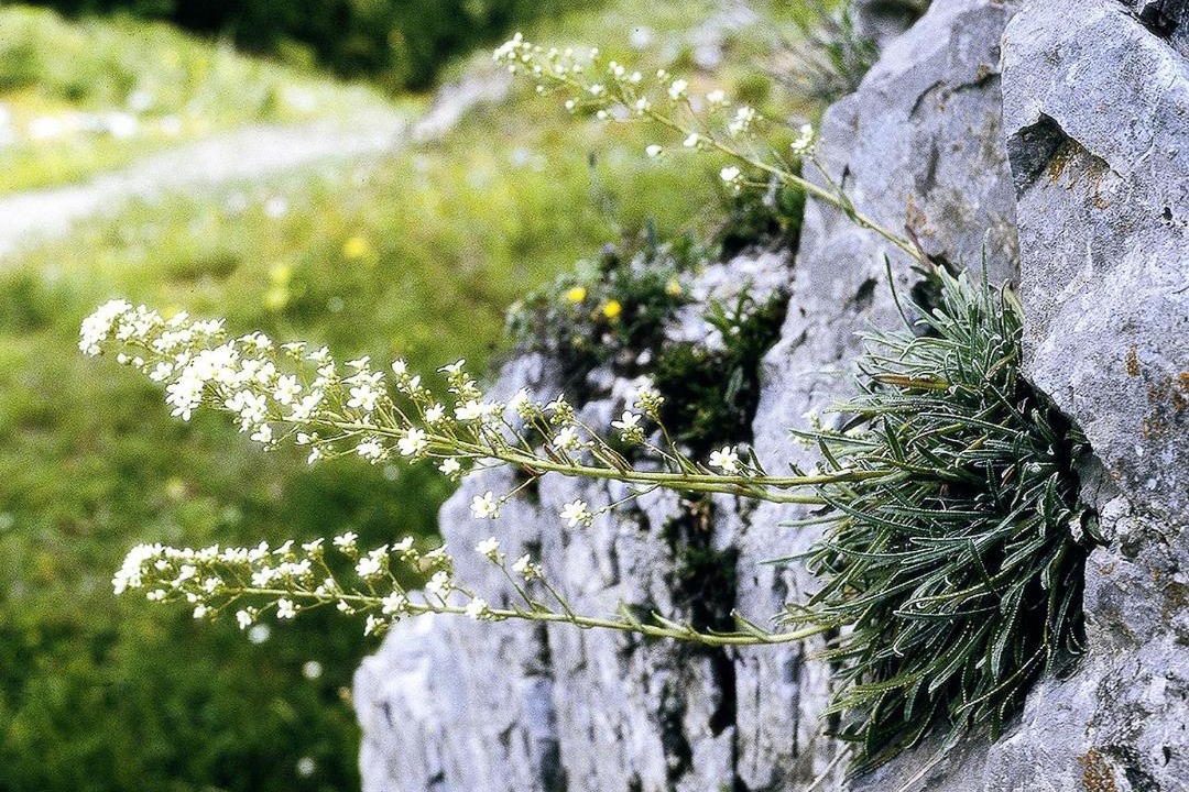 Photo of Others in Limone Piemonte