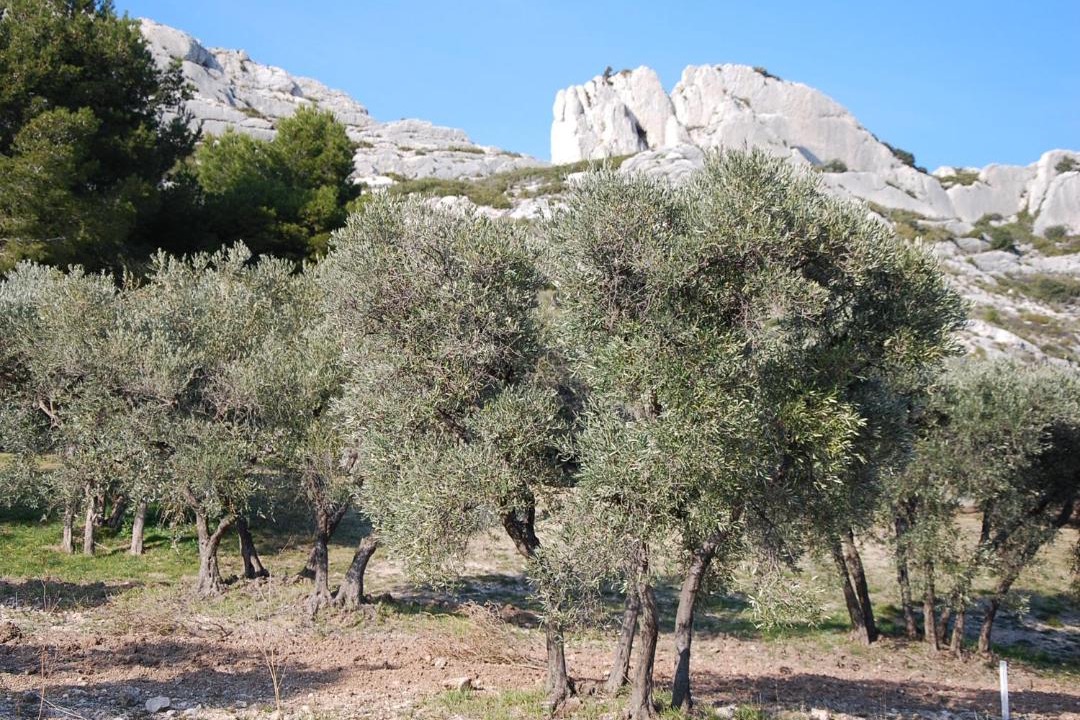 Photo of Others in Mouries